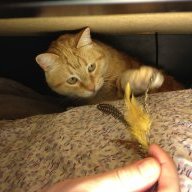 StitchMonkey