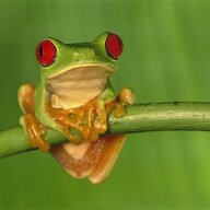 Frog Foot