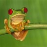 Frog Foot
