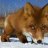 Angry_Fox