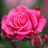 PinkRose