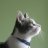 Katze