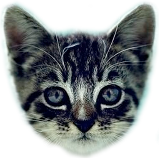 welovecatsandkittens.com