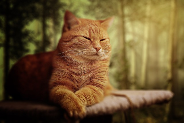 iheartcats.com