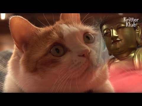 www.youtube.com