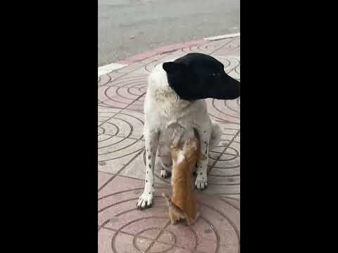 www.youtube.com