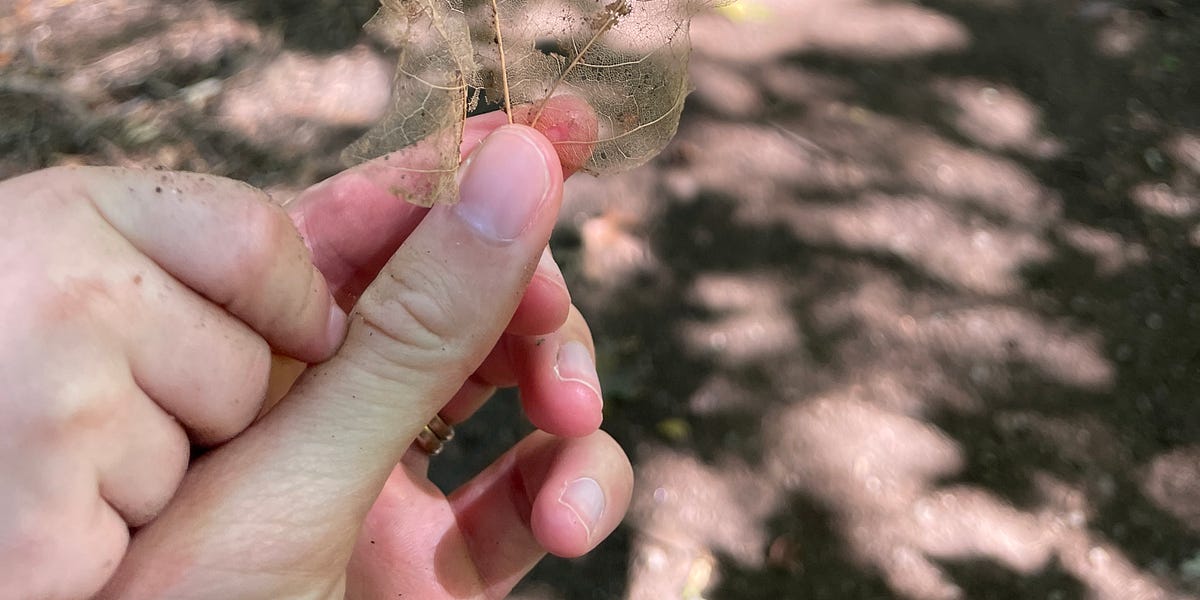 morganmatthews.substack.com